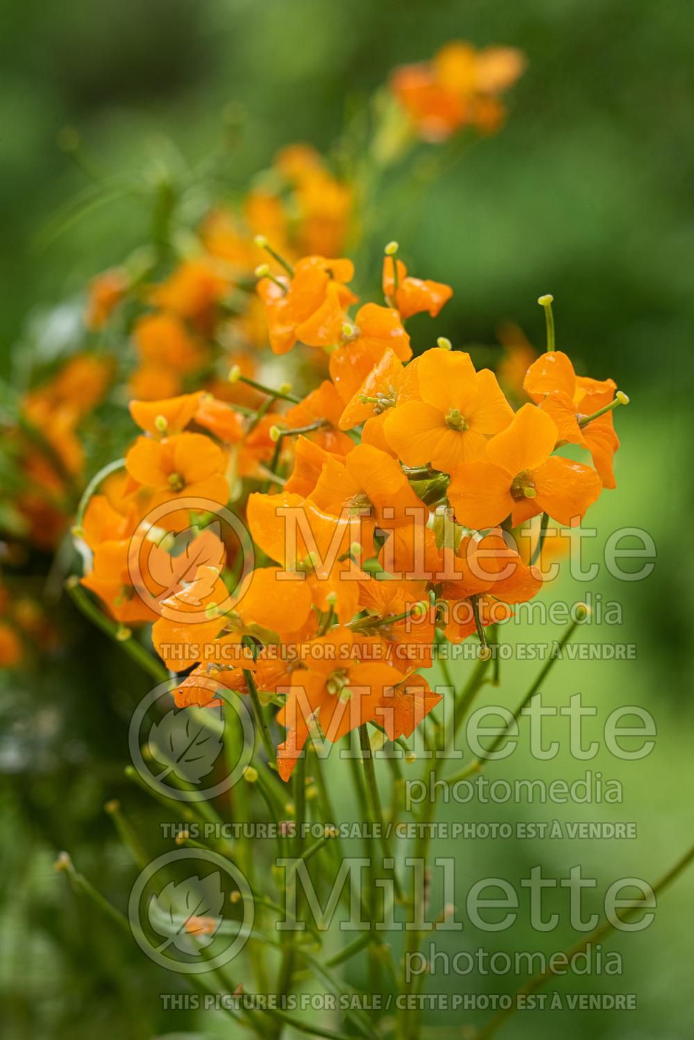 Erysimum capitatum (Wallflower) 3