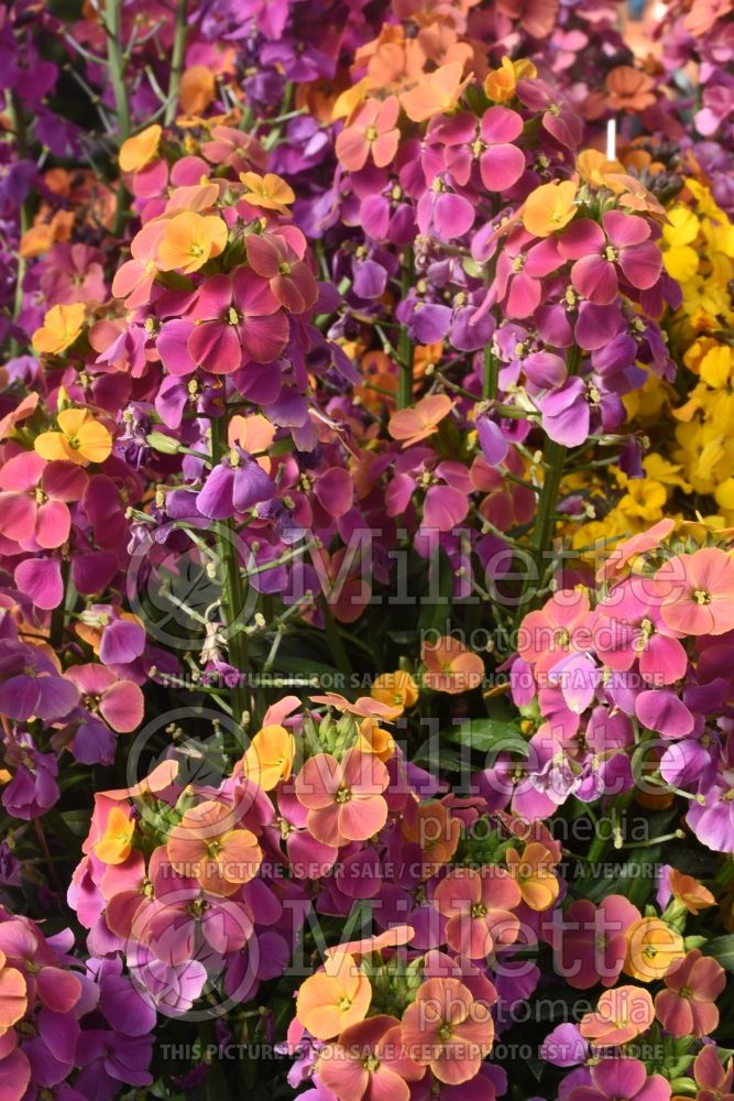 Erysimum Erysistible Tricolor (Wallflower) 1