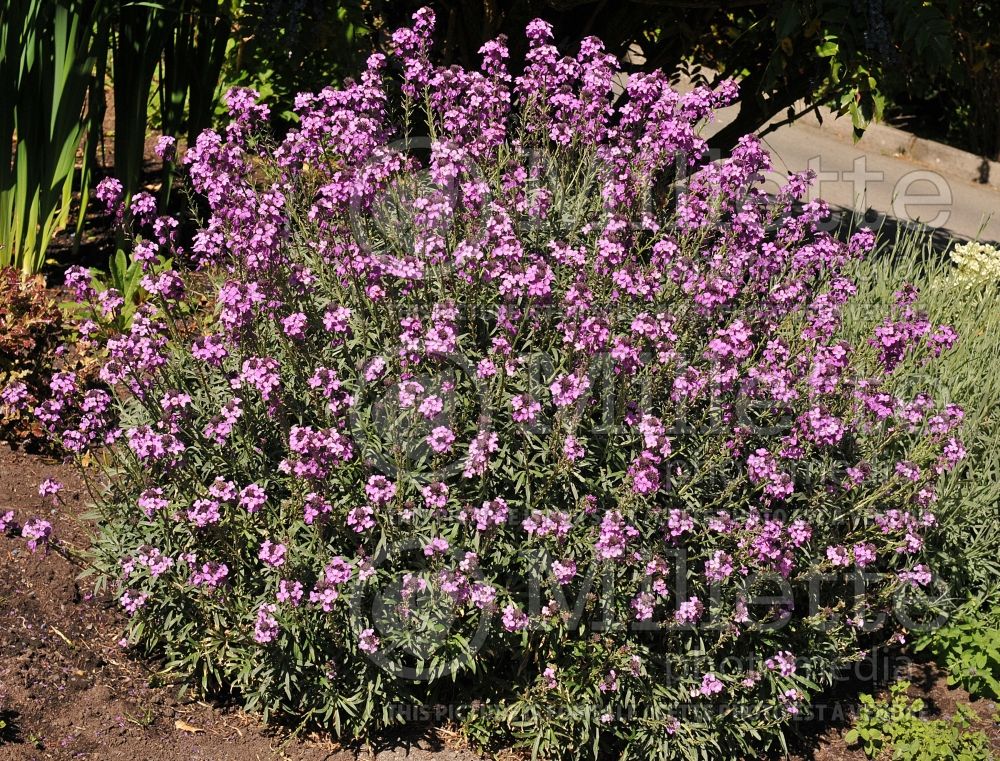 Erysimum Bowles' Mauve (Wallflower) 1 