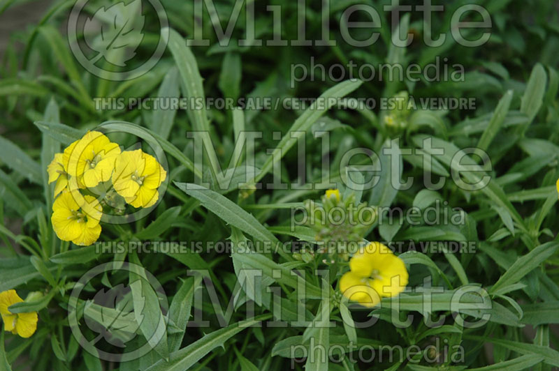 Erysimum Jubilee (Wallflower) 1