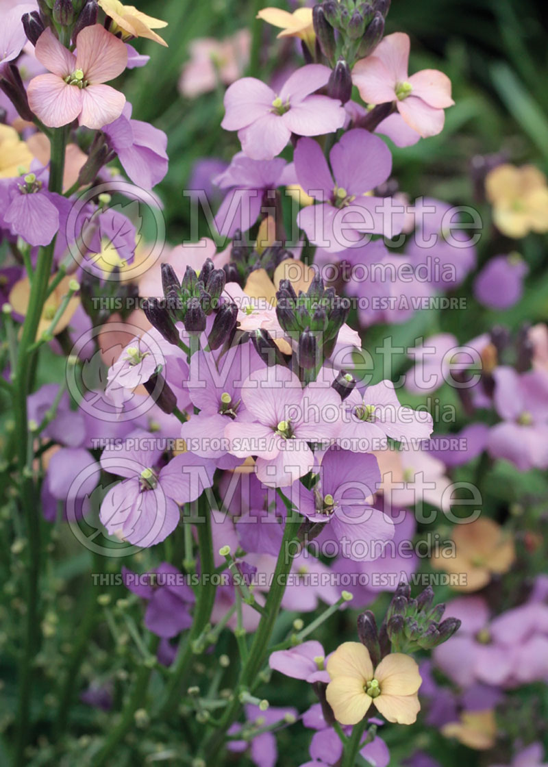 Erysimum Jenny Brook (Wallflower)  1