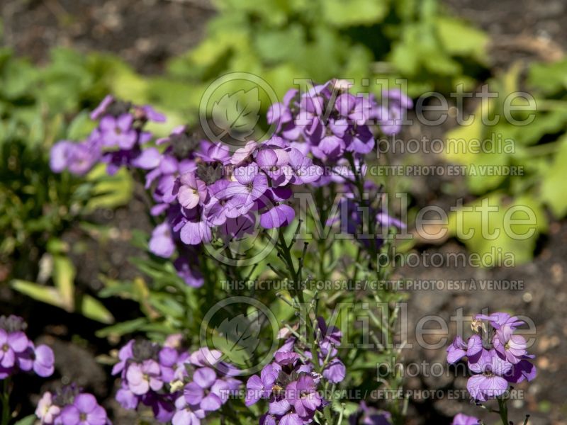 Erysimum Winter Joy (Wallflower) 2 