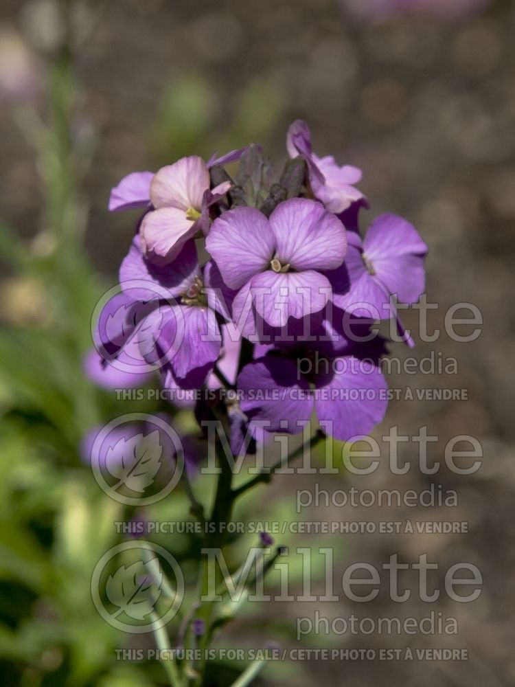 Erysimum Winter Joy (Wallflower) 1 