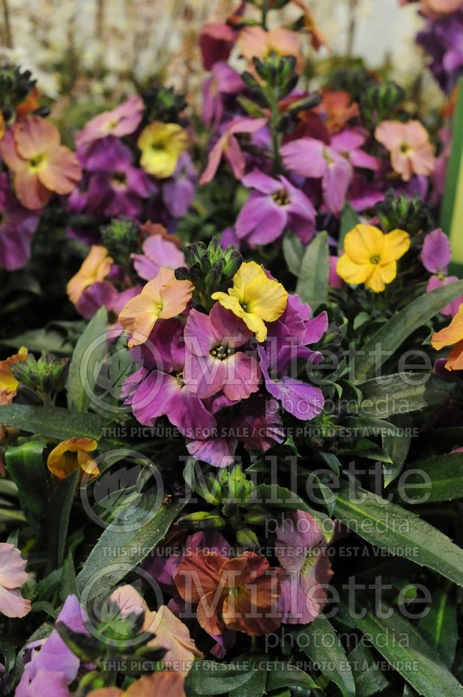 Erysimum Winter Orchid (Wallflower) 4 