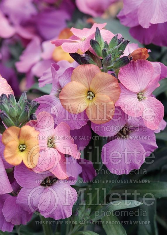 Erysimum Winter Orchid (Wallflower) 1 