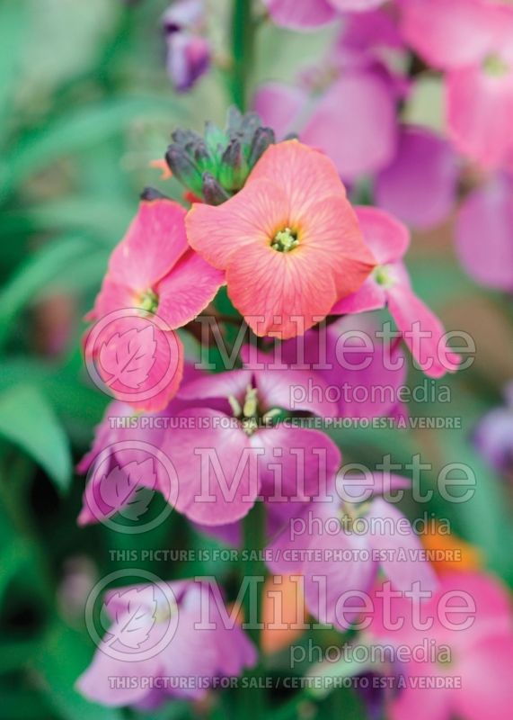 Erysimum Winter Orchid (Wallflower) 3 