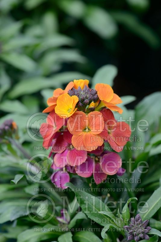 Erysimum Winter Party (Wallflower) 2 