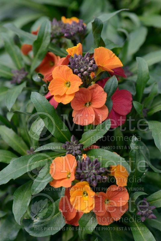 Erysimum Winter Party (Wallflower) 3 