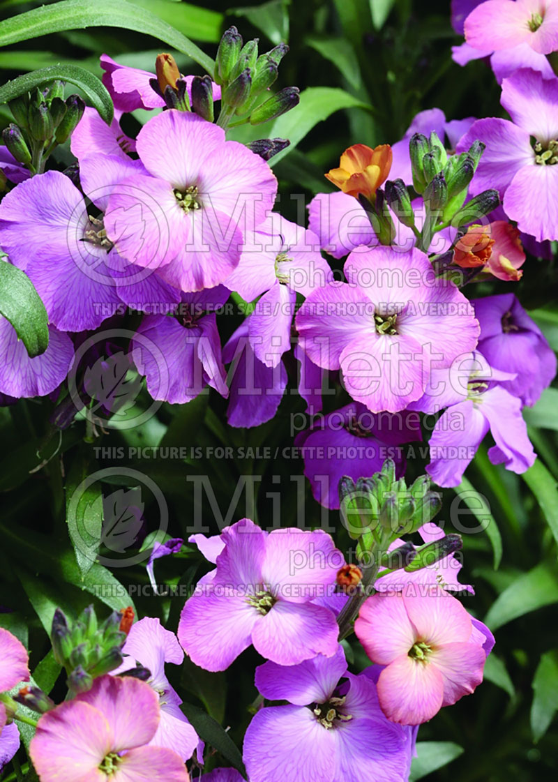 Erysimum Winter Sorbet (Wallflower) 1 