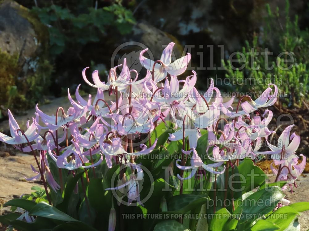 Erythronium hendersonii (Fawn lily) 1