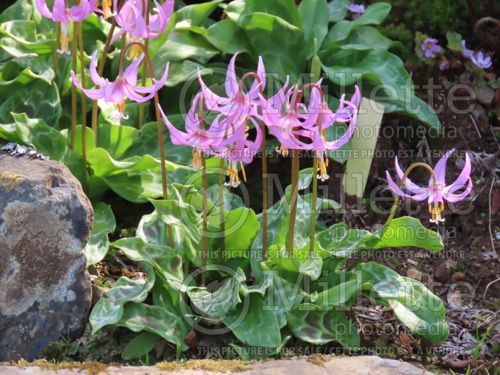 Erythronium Knightshayes Pink (Trout lily) 3 