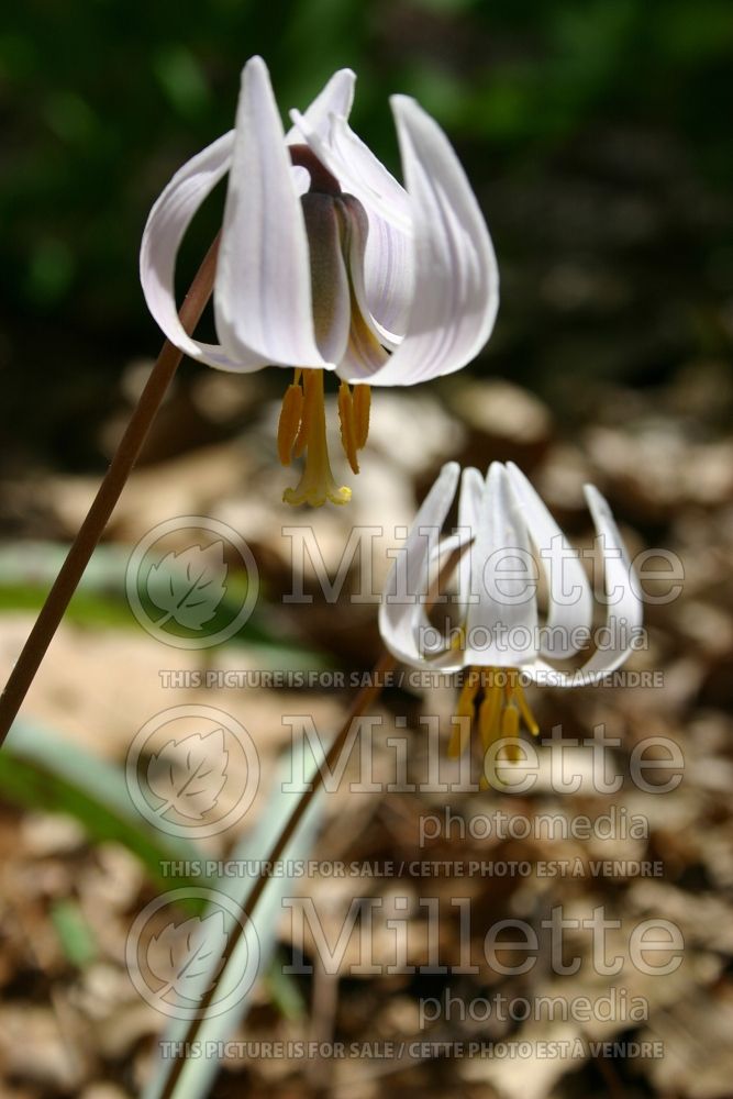 Erythronium albidum (White Trout Lily) 2 