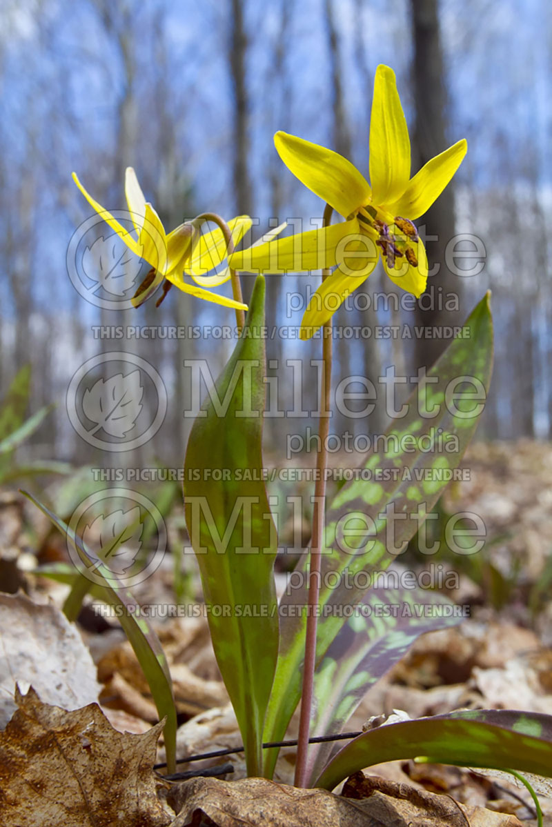 Erythronium americanum (yellow adder's tongue, yellow trout lily) 4 