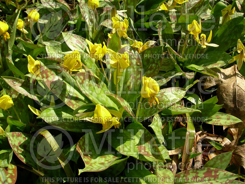 Erythronium americanum (yellow adder's tongue, yellow trout lily) 5 