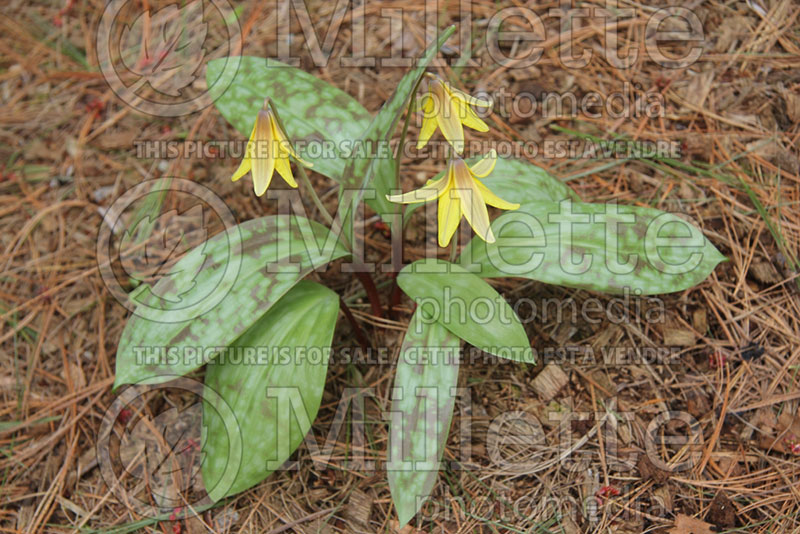 Erythronium americanum (yellow adder's tongue, yellow trout lily) 1 