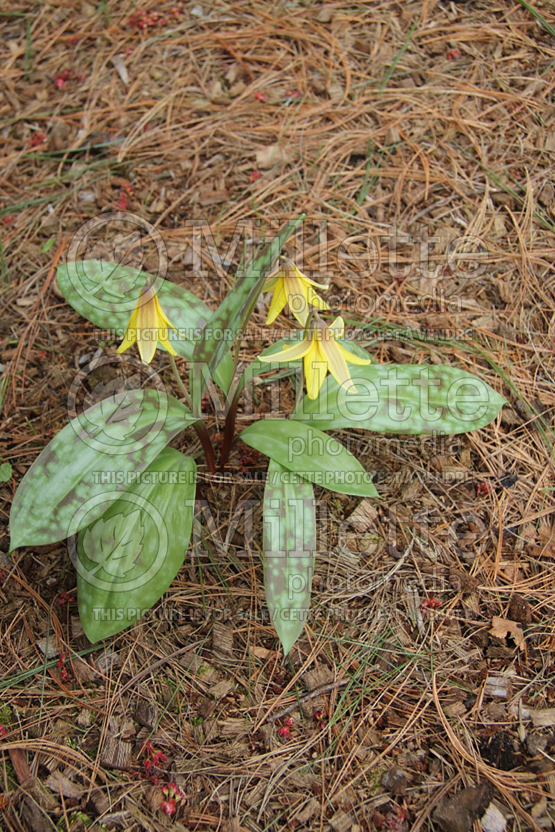 Erythronium americanum (yellow adder's tongue, yellow trout lily) 2 