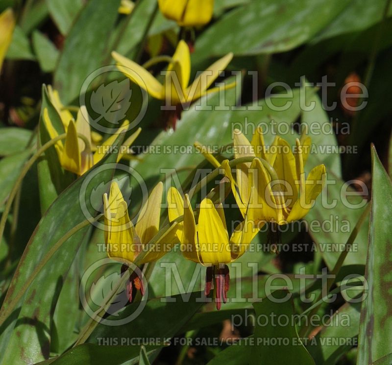 Erythronium americanum (yellow adder's tongue, yellow trout lily) 65 