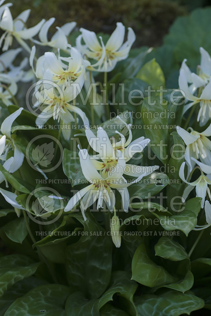 Erythronium White Beauty (European Dog's Tooth Violet) 2 