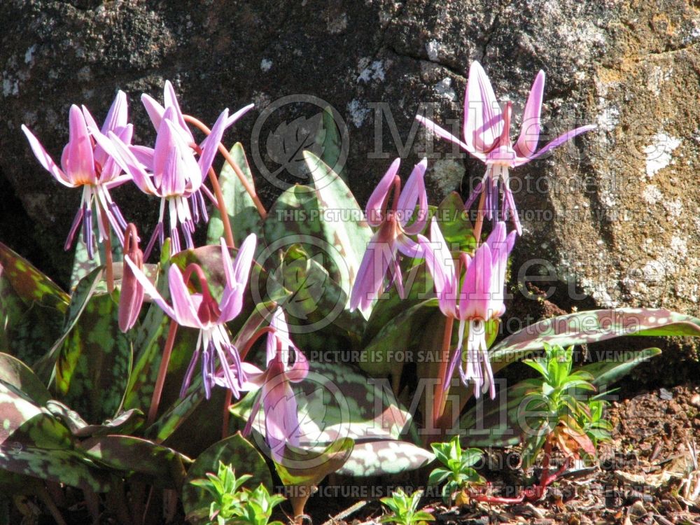 Erythronium Rose Queen (European Dog's Tooth Violet) 1