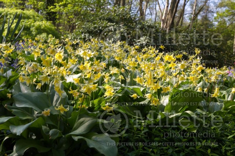 Erythronium Pagoda (European Dog's Tooth Violet) 6 