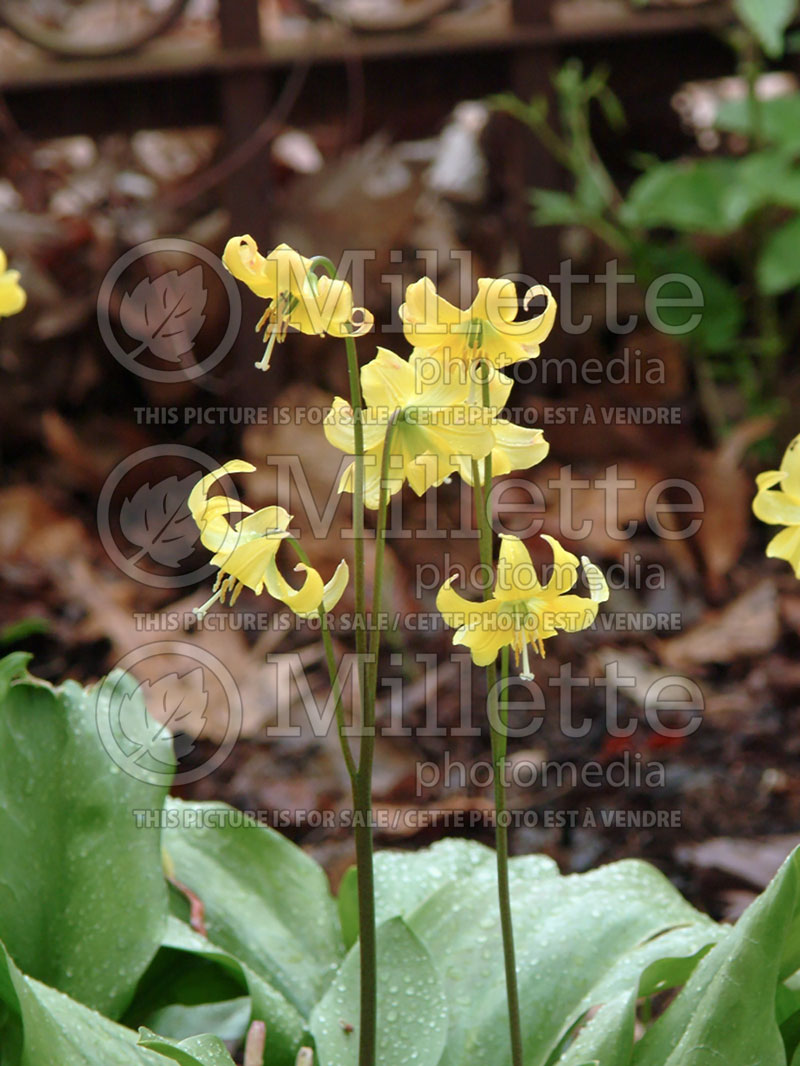 Erythronium Pagoda (European Dog's Tooth Violet) 1 