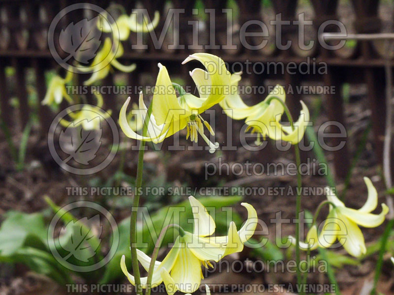 Erythronium Pagoda (European Dog's Tooth Violet) 3 