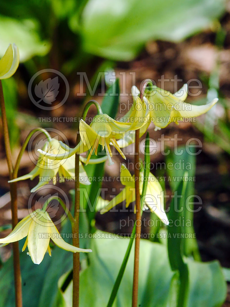 Erythronium Pagoda (European Dog's Tooth Violet) 4 