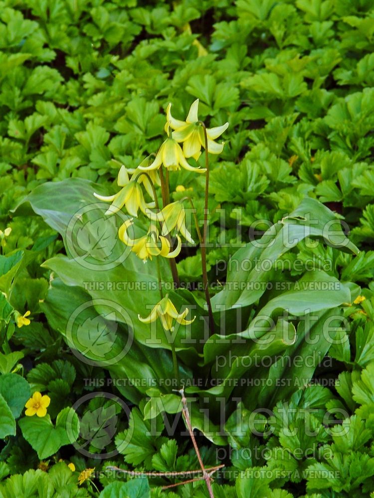 Erythronium Pagoda (European Dog's Tooth Violet) 5 