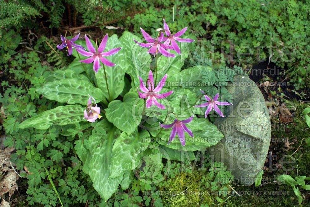 Erythronium revolutum (European Dog's Tooth Violet) 2 