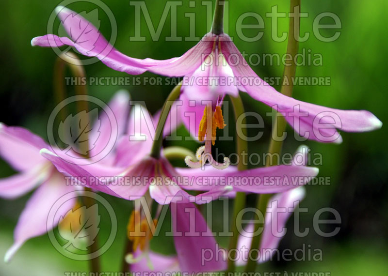 Erythronium revolutum (European Dog's Tooth Violet) 3