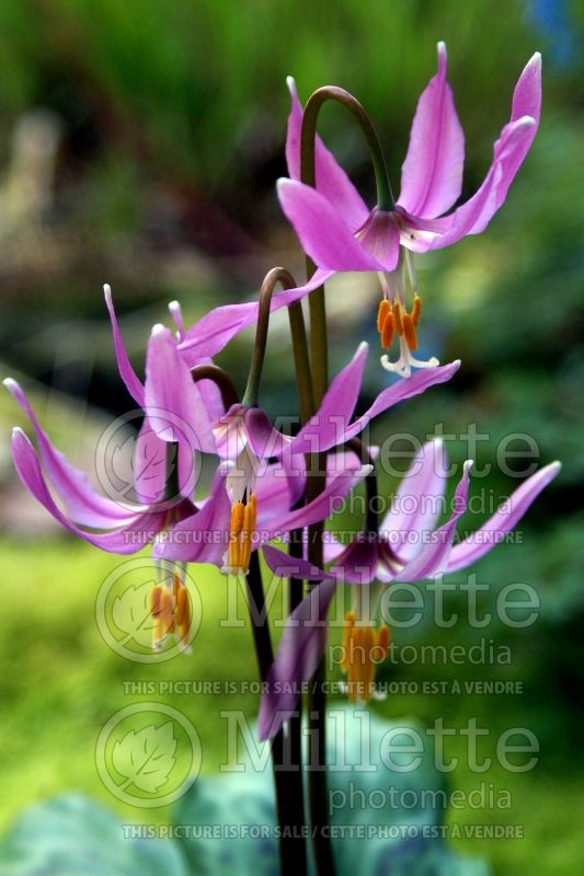 Erythronium revolutum (mahogany fawn lily) 5 