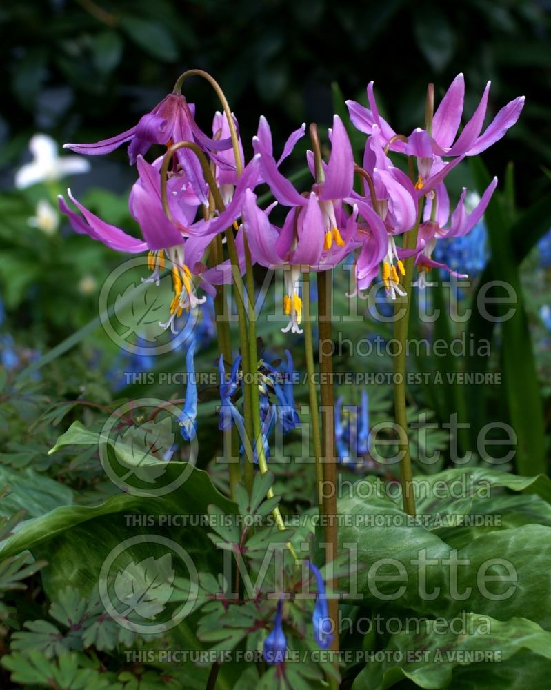 Erythronium revolutum (mahogany fawn lily) 7 