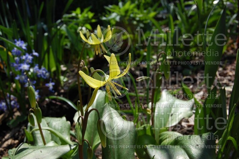 Erythronium Pagoda (European Dog's Tooth Violet) 8 