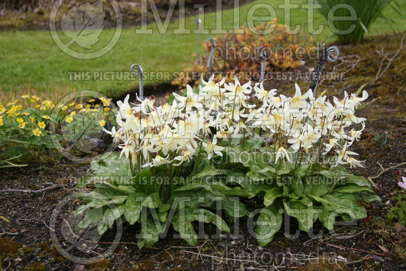 Erythronium White Beauty (European Dog's Tooth Violet) 1 