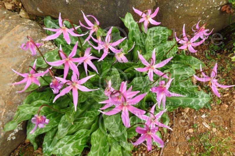 Erythronium revolutum (mahogany fawn lily) 4 