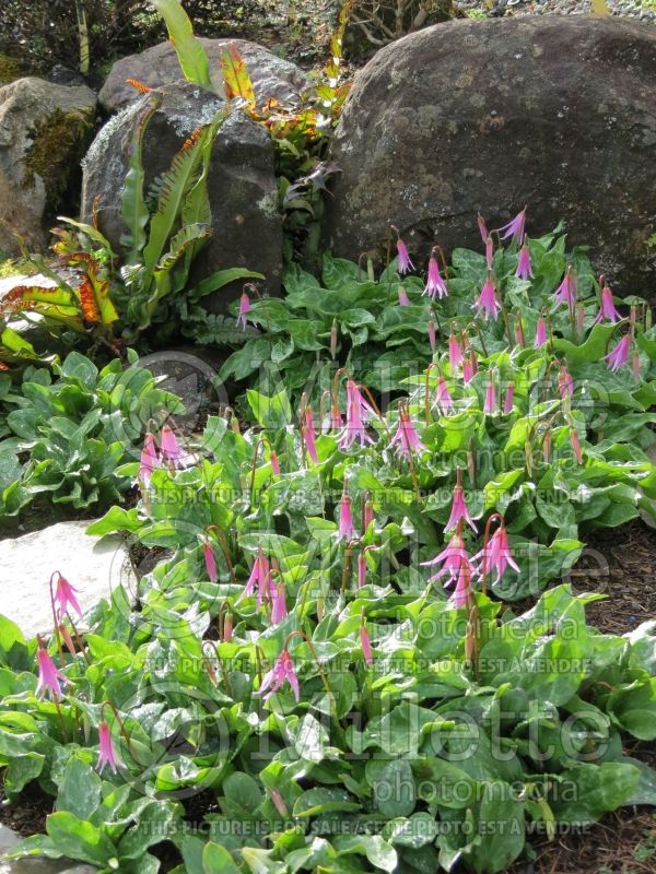 Erythronium revolutum (mahogany fawn lily) 6 