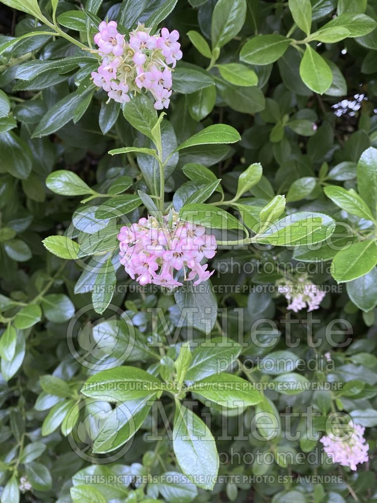 Escallonia Apple Blossom (Redclaws) 1