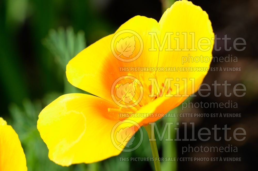 Eschscholzia Sun Shades (California poppy) 1