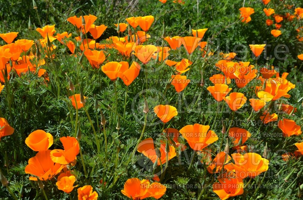 Eschscholzia californica (California poppy) 11 