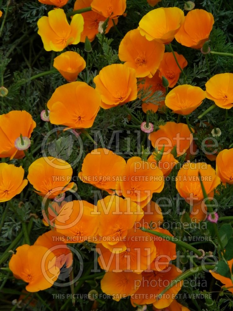 Eschscholzia californica (California poppy) 12 