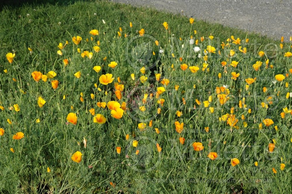 Eschscholzia californica (California poppy) 2 