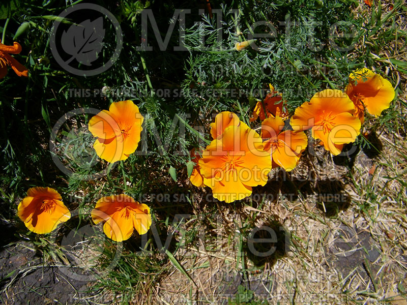 Eschscholzia californica (California poppy) 9 