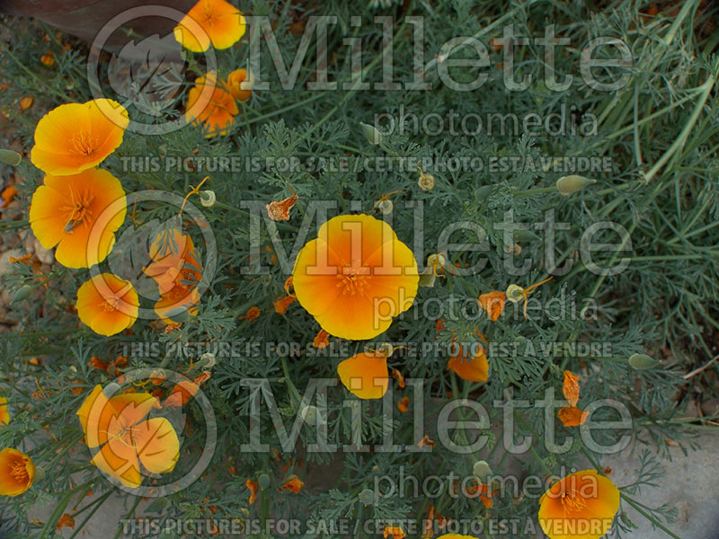 Eschscholzia californica (California poppy) 7 