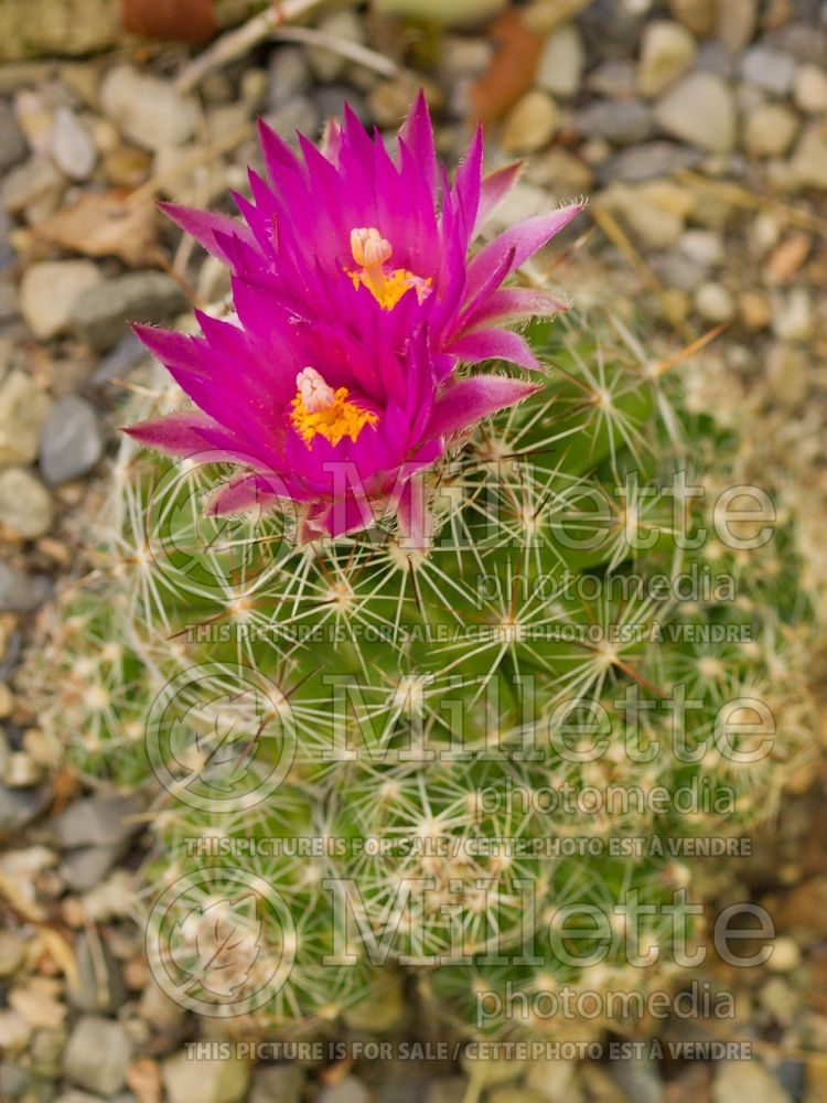 Escobaria vivipara (spinystar ball cactus) 1