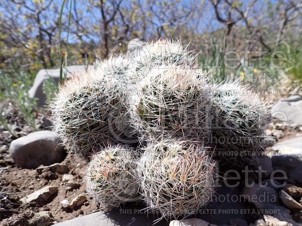 Escobaria vivipara (spinystar ball cactus) 2