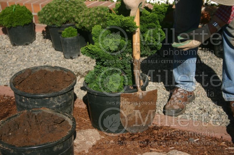 Tree planting technique (technique) 2 of 12 – next 3 of 12