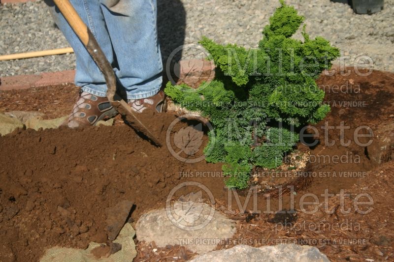 Tree planting technique - garden works (technique) 8 of 12 – next 9 of 12