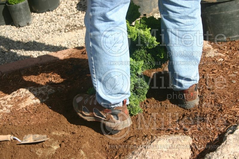 Tree planting technique - garden works (technique) 10 of 12 – next 11 of 12