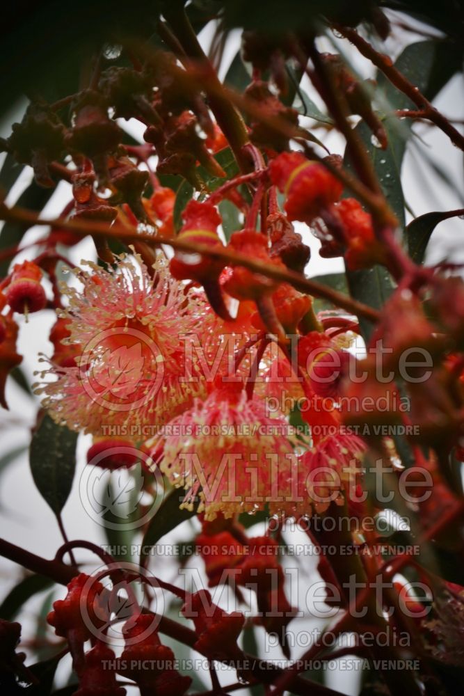 Eucalyptus torquata (coral gum or Coolgardie gum) 1 