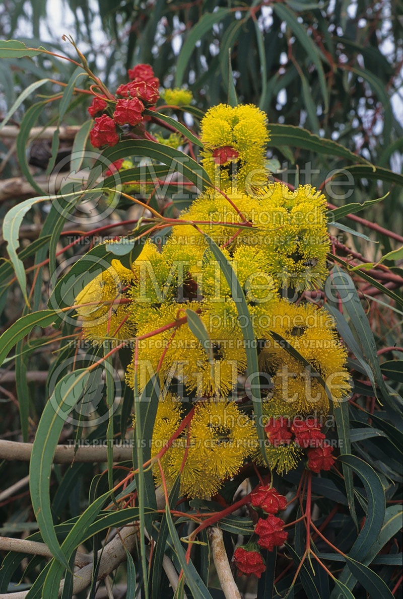 Eucalyptus erythrocorys (Blue Gum) 1 